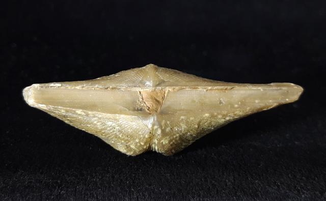 Cyrtospirifer rudkinensis (LJASCHENKO 1959) - Bild © FossNet FossilienStore